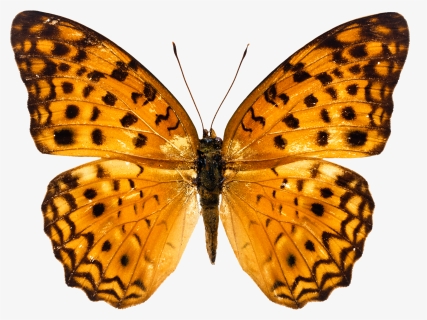 Butterfly Png Image, Transparent Png, Free Download