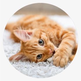 Cute Cat, HD Png Download, Free Download