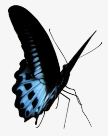 Blue Butterfly Png - Papilio, Transparent Png, Free Download