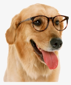 Dog Png Index Content Uploads - Dog With Glasses Transparent Png, Png Download, Free Download