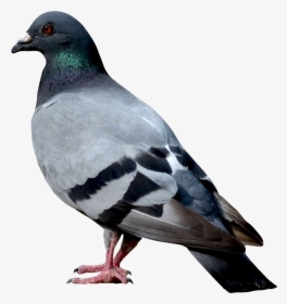 Pigeon Png Image - Dove Images Png, Transparent Png, Free Download