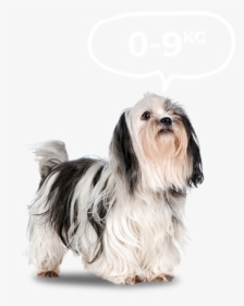 Small Dogs - Bi-monthly - Maltes Mezclado Con Shitzu, HD Png Download, Free Download
