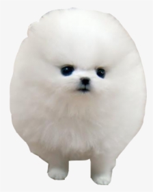 Pomeranian German Spitz Klein Japanese Spitz Volpino - It's So Fluffy I M, HD Png Download, Free Download