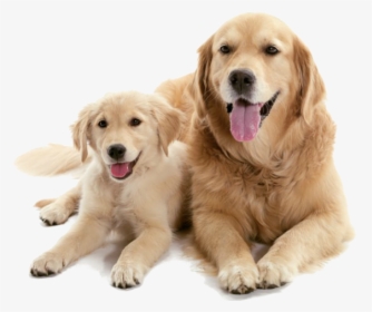 Dog And Puppy Png, Transparent Png, Free Download
