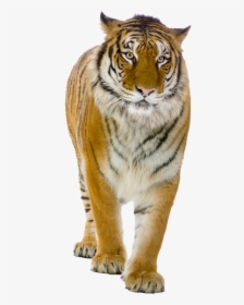 Tiger Png Picture - Real Tiger Png, Transparent Png, Free Download