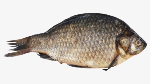 Fish Png, Transparent Png, Free Download