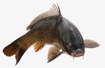Common Carp Fish No Background Transparent Png Image - Fish On White Background, Png Download, Free Download