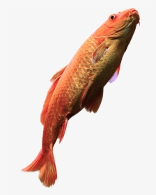 Fish Salmon With Water Png - Png Fish In Water, Transparent Png, Free Download