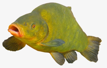 Tench Fish - Fish Image Transparent Background, HD Png Download, Free Download