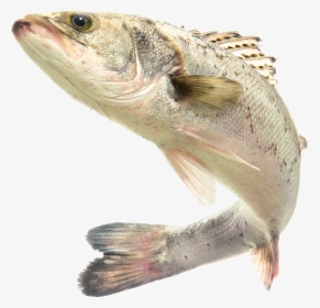 Рыба Png, Transparent Png, Free Download