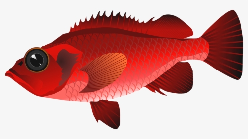 Red Fish Png Clipart - Clip Art Red Fish, Transparent Png, Free Download