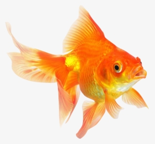 Transparent Gold Fish Png - Goldfish Png, Png Download, Free Download