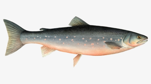 Dsc100355219 , Images Of Fish - Arctic Char Fish, HD Png Download, Free Download