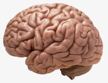 Download Brain Png Image - Does A Brain Look Like, Transparent Png, Free Download