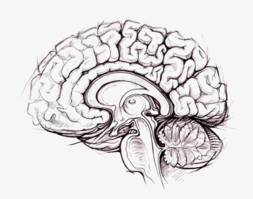 Brain Png Photo - Brain Anatomy Drawing, Transparent Png, Free Download