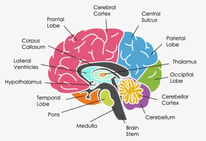 Biggest Part Of The Brain, HD Png Download, Free Download