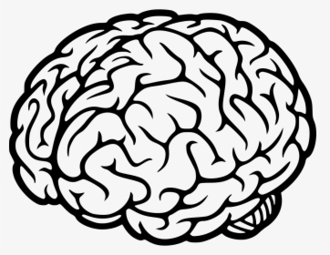 Brain - Human Brain Png, Transparent Png, Free Download