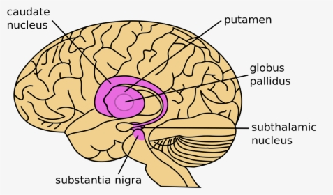 Png Transparent Stock Drawing Brain Neuroscience - Substantia Nigra And Subthalamic Nucleus, Png Download, Free Download