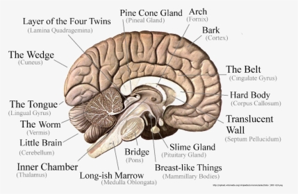 Brain Png Image - Brain Cut In Half Diagram, Transparent Png, Free Download