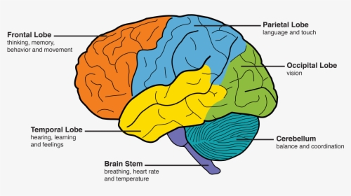 Dementia Amp The Brain Memory And Aging Center - Frontal Lobe, HD Png Download, Free Download