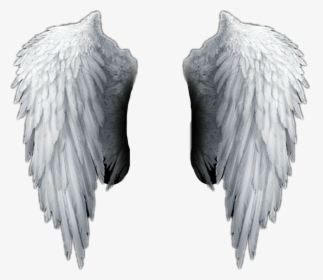 Angel Wings Png Hd , Png Download - Transparent Background Angel Wings Png, Png Download, Free Download
