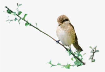 Birds Psd-image - Old World Flycatcher, HD Png Download, Free Download