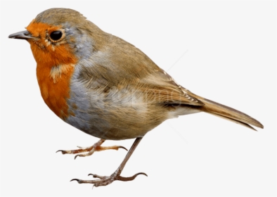 Single Bird Png Transparent Image - Robin Bird Png, Png Download, Free Download