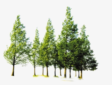 Forest Trees Png - Transparent Forest Png, Png Download, Free Download