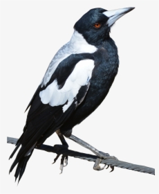 Magpie Png, Transparent Png, Free Download