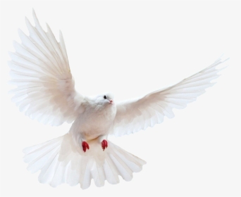 White Dove Transparent Image Bird Image With Transparent - Png For Photoshop Background, Png Download, Free Download