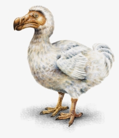 Transparent Sidebar Bird - Dodo In Mauritius Png, Png Download, Free Download