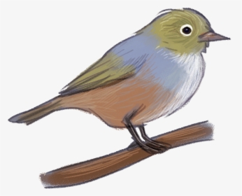 Clipart Birds Nightingale - Old World Flycatcher, HD Png Download, Free Download