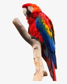 Parrot Macaw Png Transparent Image - Scarlet Macaw White Background, Png Download, Free Download
