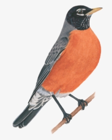 American Robin - American Robin Png, Transparent Png, Free Download