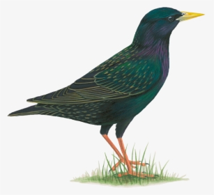 Common Starling Png, Transparent Png, Free Download