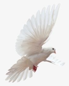 White Bird - Bernoulli's Principle Real Life Examples, HD Png Download, Free Download