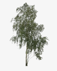 Transparent Trees Png Images - Transparent Birch Tree Png, Png Download, Free Download