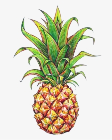 Plant,bromeliaceae,clip Art,food,graphics - Pineapple Drawing, HD Png Download, Free Download