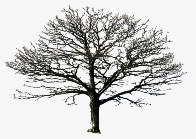 Dry Trees Png - Old Dry Tree Png, Transparent Png, Free Download