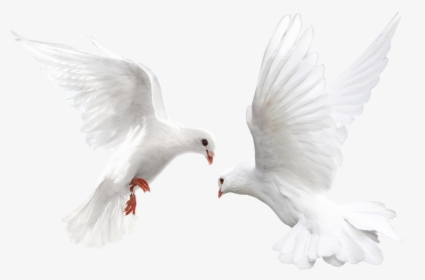 Transparent Pigeons Clipart - White Bird Transparent Background, HD Png Download, Free Download