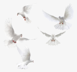 White Doves Png, Transparent Png, Free Download