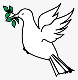 Dove With Olive Branch Png, Transparent Png, Free Download