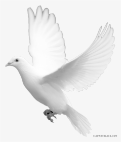 Transparent Dove Clipart Black And White - Wedding White Dove, HD Png Download, Free Download