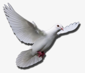 Transparent Doves Flying Png - Flying Dove Transparent Gif, Png Download, Free Download