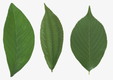 Green Leaf Png - Leaves In Papua New Guinea, Transparent Png, Free Download