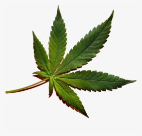 Cannabis Png Image File - High Resolution Marijuana Leaf, Transparent Png, Free Download