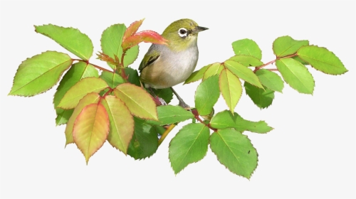 Bird And Leaves Transparent Png Image - Portable Network Graphics, Png Download, Free Download