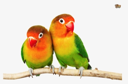 Love Birds Png Pic - Love Birds Images Png, Transparent Png, Free Download