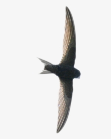 Swift Png Image - European Swallow, Transparent Png, Free Download