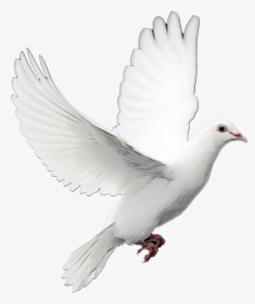 Birds Png Image Without Background - Dove With Transparent Background, Png Download, Free Download